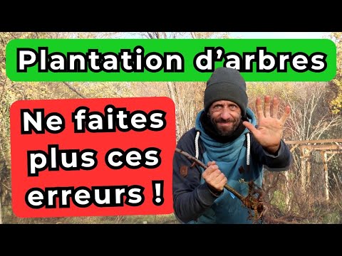 3 erreurs à éviter lorsque vous plantez des arbres. Arrêtez ça !