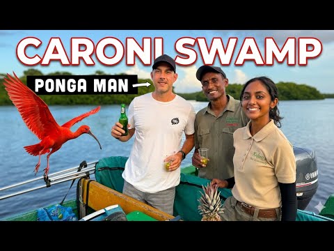 Beers, Boats & Birds at the Caroni Swamp in Trinidad! 🇹🇹