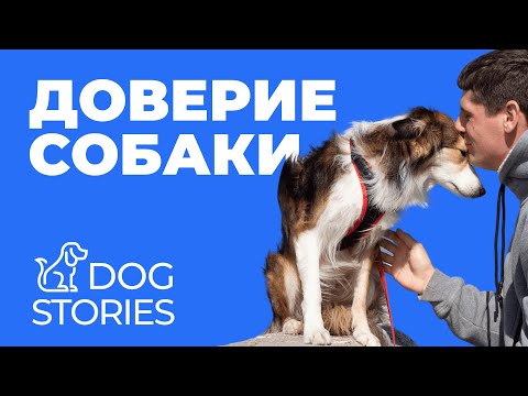 Как понять доверяет ли вам собака 🐕 Признаки, ошибки и работа с доверием