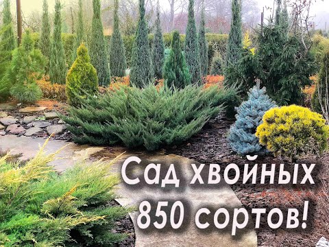 Наш коллекционный сад 10 ноября