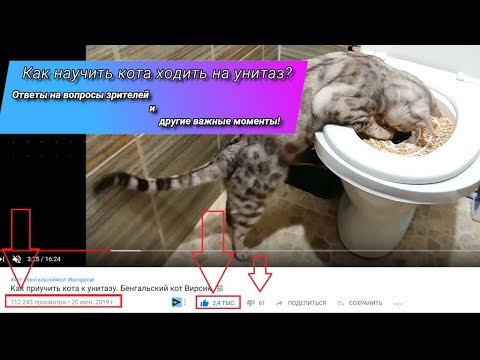 How to teach cat to use toilet.