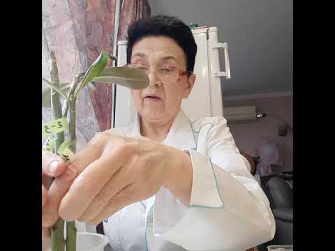 Адениум черенки - самый легкий способ укоренения