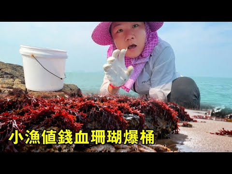 小漁無人島趕海，值錢血珊瑚爆桶，外地人有錢都買不到【漁小仙】