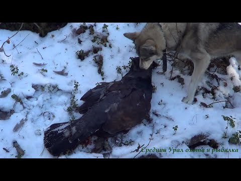 Охота на Соболя и Куницу капканами. Сезон 2020-2021г.