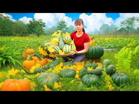 Harvesting 1000+ Pumpkins and Pumpkin Flowers Go to Countryside Market Sell | Phuong Harvest Life