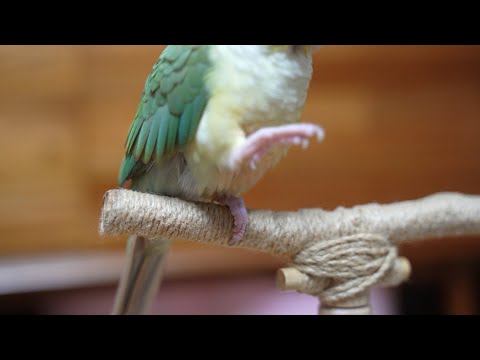 [앵무새훈련] 5회- 악수 훈련 / parrot training 'handshake'