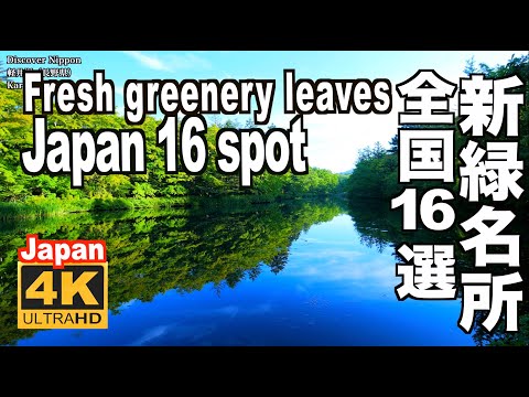 🇯🇵4K 16spot Fresh Greens in Japan 日本の新緑16選 奥入瀬 上高地 屋久島  軽井沢 裏磐梯 京都 若葉 青葉 青もみじ 初夏 greenery leaves