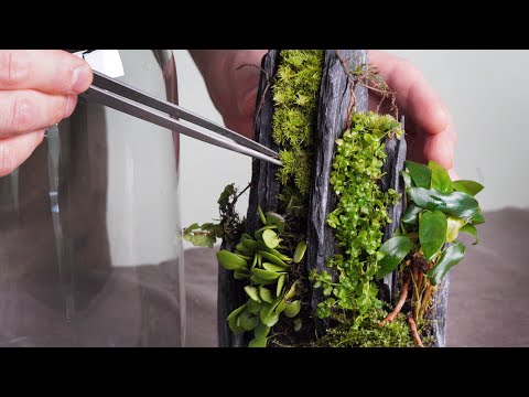 Three seconds is enough time to stick a stone! Making moss terrarium in glass dome
