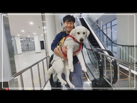 애견 박람회에  대형견을 처음 데려갔더니..