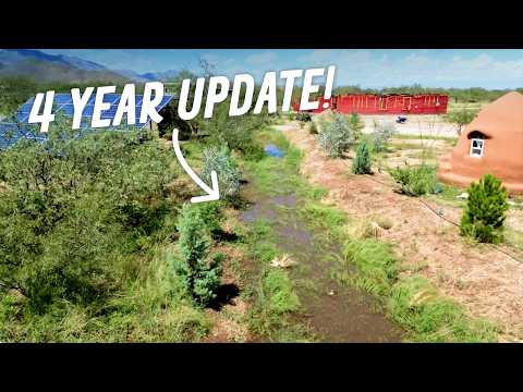 Our Trees Grew MASSIVE This Year (2025 Desert Swale Update)