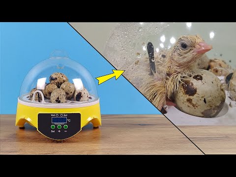 Мини инкубатор с Алиэкспресс все таки работает! У меня появился ципленок!