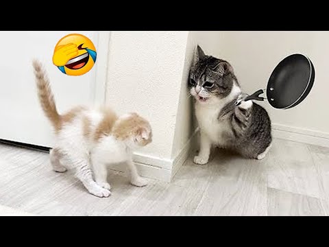 Try Not To Laugh 🤣 Funniest Dogs and Cats Clips 2025 😻🐶 Part 16