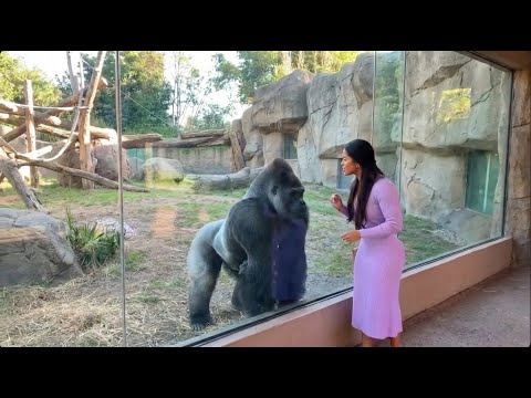 You Won’t Believe How This Gorilla Reacted 😭