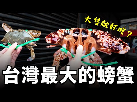 在龜吼漁港找到台灣最大隻的螃蟹！你猜猜他多少錢？ 口感除了「爽」之外，我沒有更多形容詞！
