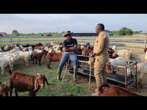The biggest pure goat breeder in west africa ( Ghana)See his story and advise from Uk back to ghana
