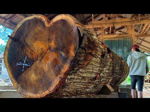 Rule the world || Young man finds mystical tree worth 30 million US dollars in sawmill