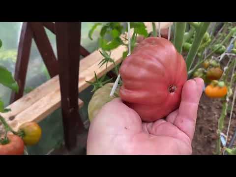 Урожайные новинки в польской селекции сортов томатов (Ярсоны, Козули, Эли)