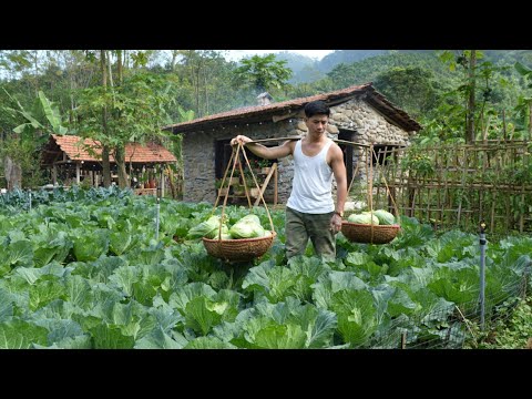 The first organic cabbages are brought to market – the result of many days of care.