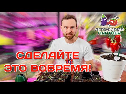 Перевалка рассады перца | Сделайте это вовремя! #семена #перец #рассада