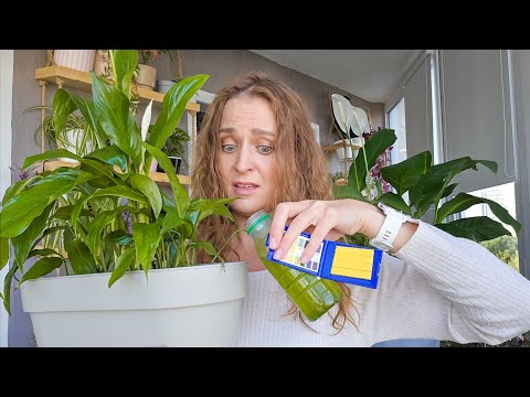 🟣🟢 СПАТИФИЛЛУМ, ПОЧЕМУ: ЖЕЛТЫЙ, НЕЦВЕТУЩИЙ И НЕКРАСИВЫЙ?/ Преображение женского счастья