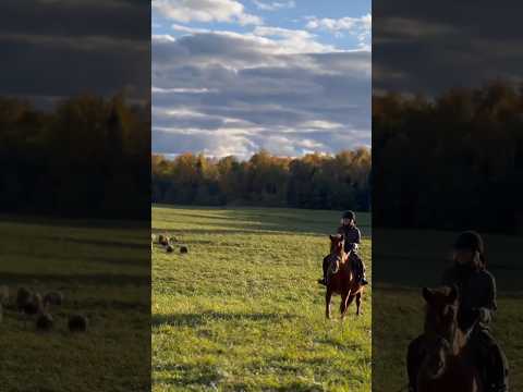Horse riding in the fall is pure bliss 🍂🐎 #autumnvibes #horseriding #naturebeauty