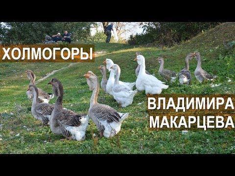 Холмогорские гуси Владимира Макарцева