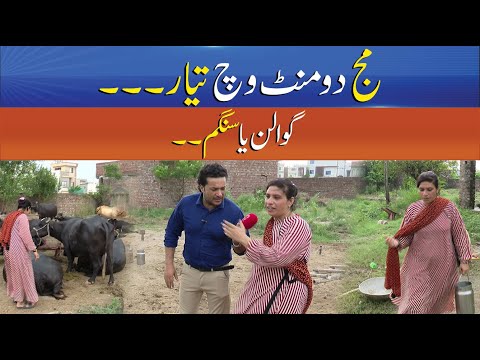 Cows Ready in 2 Minutes – Are They Milk Women or Singham? | Punjab Alert | Sun News Punjabi