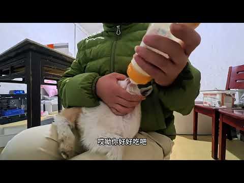 这是买了个爹回来！ #羊 #宠物vlog