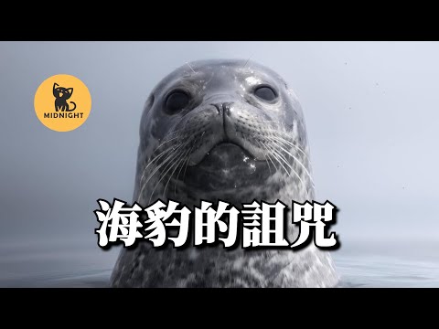 132人捕獵海豹後，恐怖的死掉大半，紐芬蘭海豹大災難