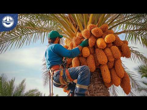 Harvesting Millions of Tons of Dates, Figs, Raisins & Apricots: From Orchard to Your Plate!