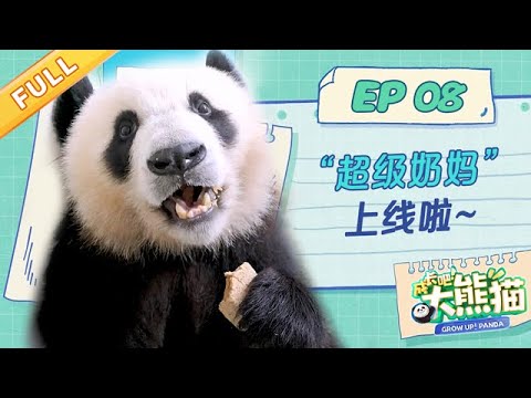 【熊猫慢综艺】“超级奶妈”上线! 给熊猫宝宝们最好的爱~ | 成长吧大熊猫