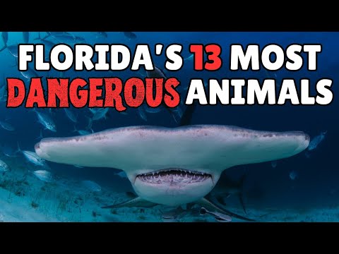 What Is Florida's Most DANGEROUS Animal?