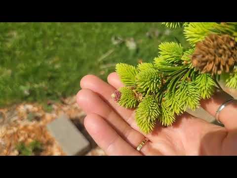 Хвойные новинки в моем саду. Как выглядят хвойные сейчас (конец мая, начало июня)