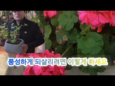 햇빛 잘 안 드는 곳에서 키우다 노랗게 죽어가는 화초 제라륨..(절대 분갈이 하지 마세요! 풍성하게 되살리는 방법!!