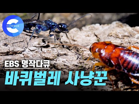 바퀴벌레만 노려서 사냥하는 보석같은 '벌'