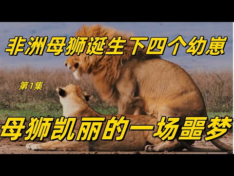 非洲母獅誕生下四個幼崽 母獅凱麗的一場噩夢 流浪的母獅合集1#top #世界之最 #动物 #動物 #災難 #灾难 #腦洞大開 #美國 #灰熊#狼群 #北大村庄#可可西里#坎高犬