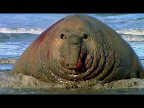 They're AMONG Us! Earth's Most Ferocious Hidden Predators Revealed