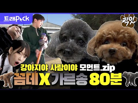 ​[나혼자산다] 사람이야? 강아지야? 견생 2회 차 같은 키 반려견 꼼대X가르송 모음.zip MBC210320방송 #나혼산 #꼼데 #가르송 #키