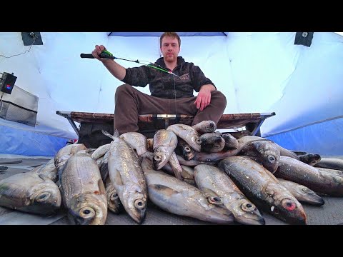 TWO NIGHTS ON THE ICE. FISHING FOR RIPUSA. Lake Uvildy. How to catch ripus?