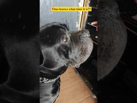 Cane Corso loves his snacks!!