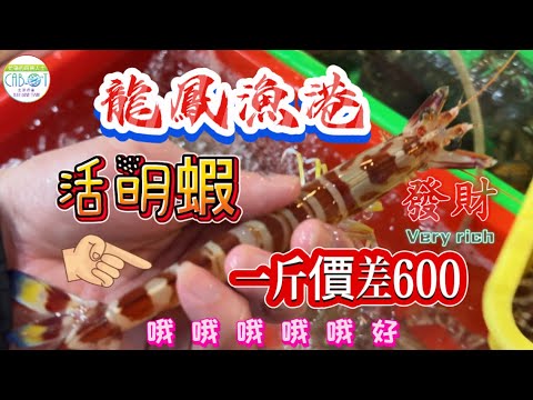 中大紅蟳4隻才～真便宜｜龍鳳漁港驚喜價｜明蝦 活鮑魚 花蟹2隻要6000風波 秤來真不假 鮮吃先贏囤年鮮#魚市場 #美食 #市場拍賣 #生魚片 #活明蝦#活鮑魚#龍鳳魚港2025年1月10日