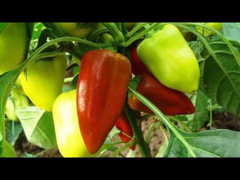 КАК ВЫРАСТИТЬ ОГРОМНЫЙ УРОЖАЙ ПЕРЦА! ОТ А ДО Я