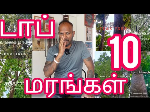 மூன்று ரூபாய் முதலீடு  20 to 30 வருடத்தில் பல லட்சம் ரூபாய் வருமானம் மரம்|Top 10 furniture trees|