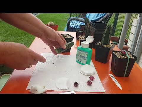 Прививка кактусов.Гимнокалициумы. pfropfen  den kaktus.358