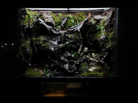 'In The Forest With Three Puddles' Paludarium | 3개의 웅덩이가 있는 숲 속 팔루다리움