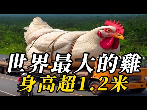全世界最大的10種雞，腿粗堪比人類拳頭！第壹名身高超1米，全雞宴才能將其完全享用！#野生动物 #animals #知识渊博 #野生動物 #科普 #百科密码 #野生生物