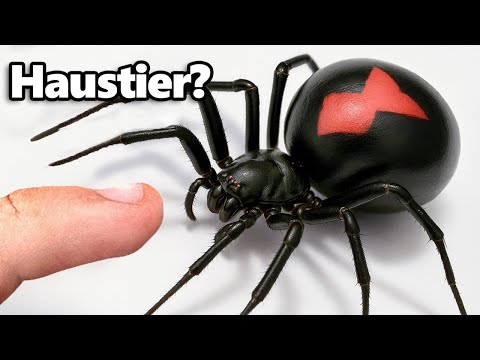 I Have a Pet Black Widow (yes, really)