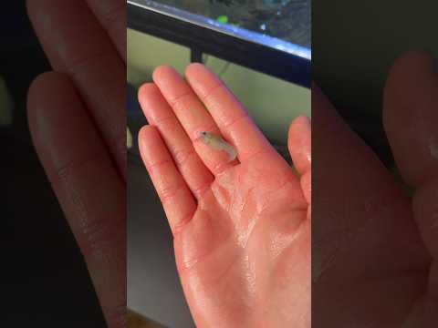 OUR BABY BLUE CRAWFISH IS TURNING A DIFFERENT COLOR