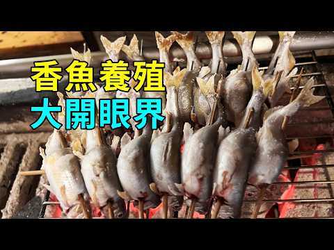 香魚的秘密，養殖過程大開眼界
