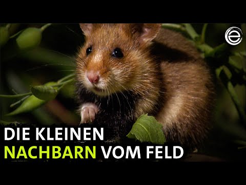 Niedersachsens kleine Helden ‒ Hamster und Hasen | Erlebnis Erde